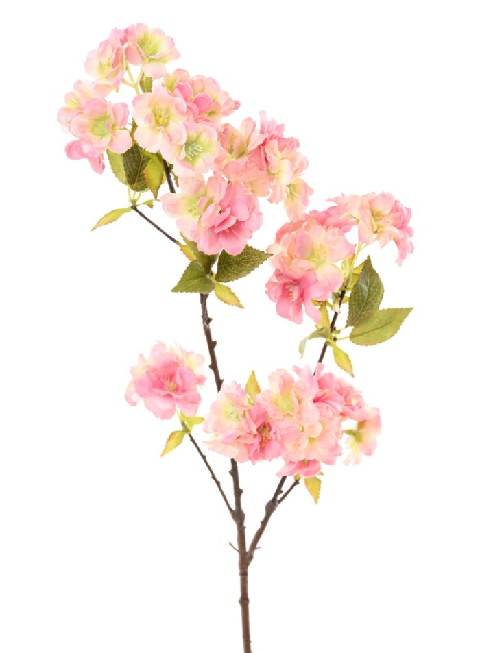 cherry blossom 80 2 scaled
