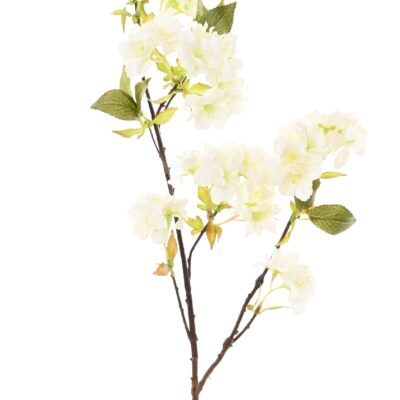 cherry blossom 80 scaled