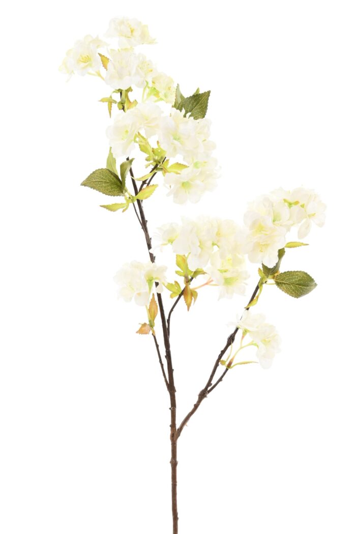 cherry blossom 80 scaled