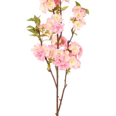 cherry blossom 92 1 scaled