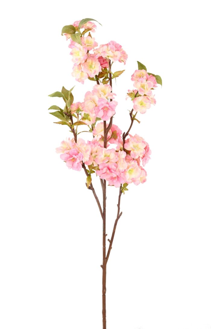 cherry blossom 92 1 scaled