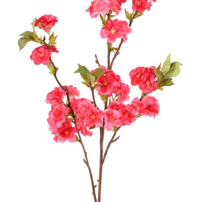 cherry blossom 92 2 scaled