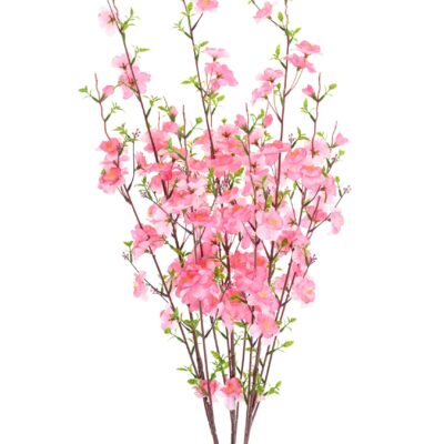 cherry blossom scaled