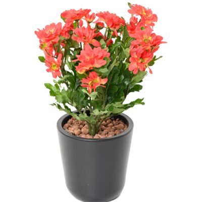 chrysantheme mini 2 scaled