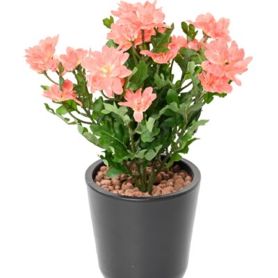 chrysantheme mini scaled