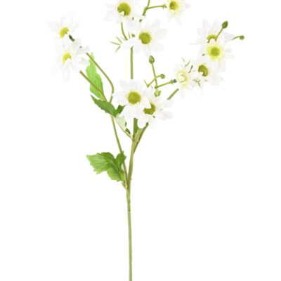 chrysanthemum 1 scaled