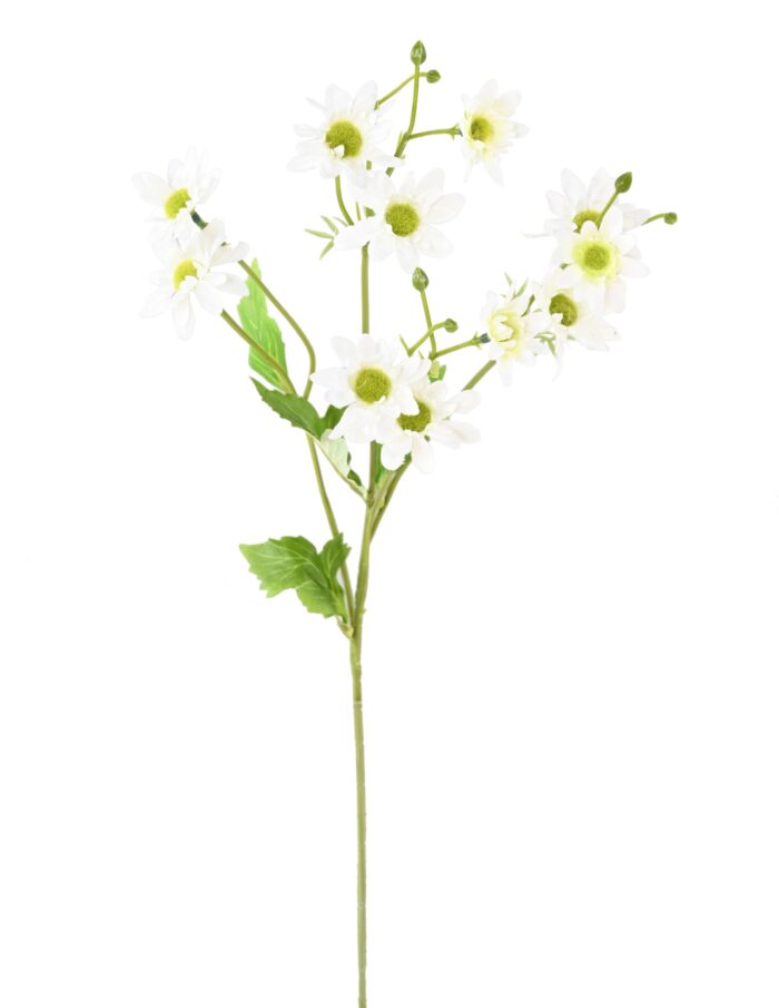 chrysanthemum 1 scaled