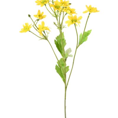 chrysanthemum 2 scaled