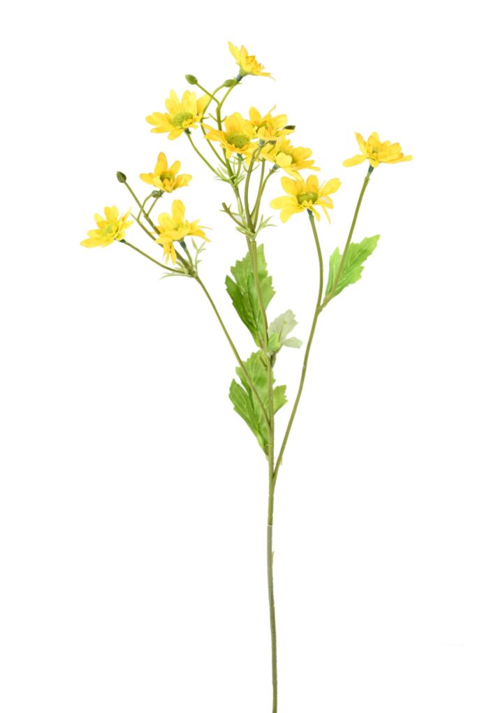 chrysanthemum 2 scaled