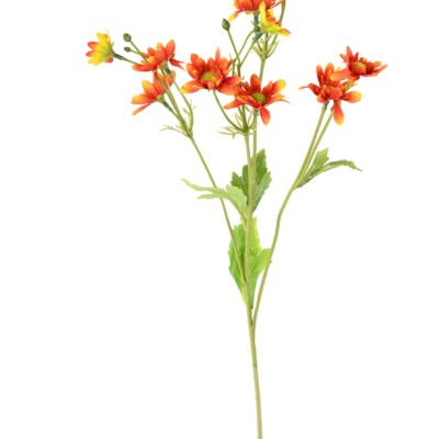 chrysanthemum 3 scaled