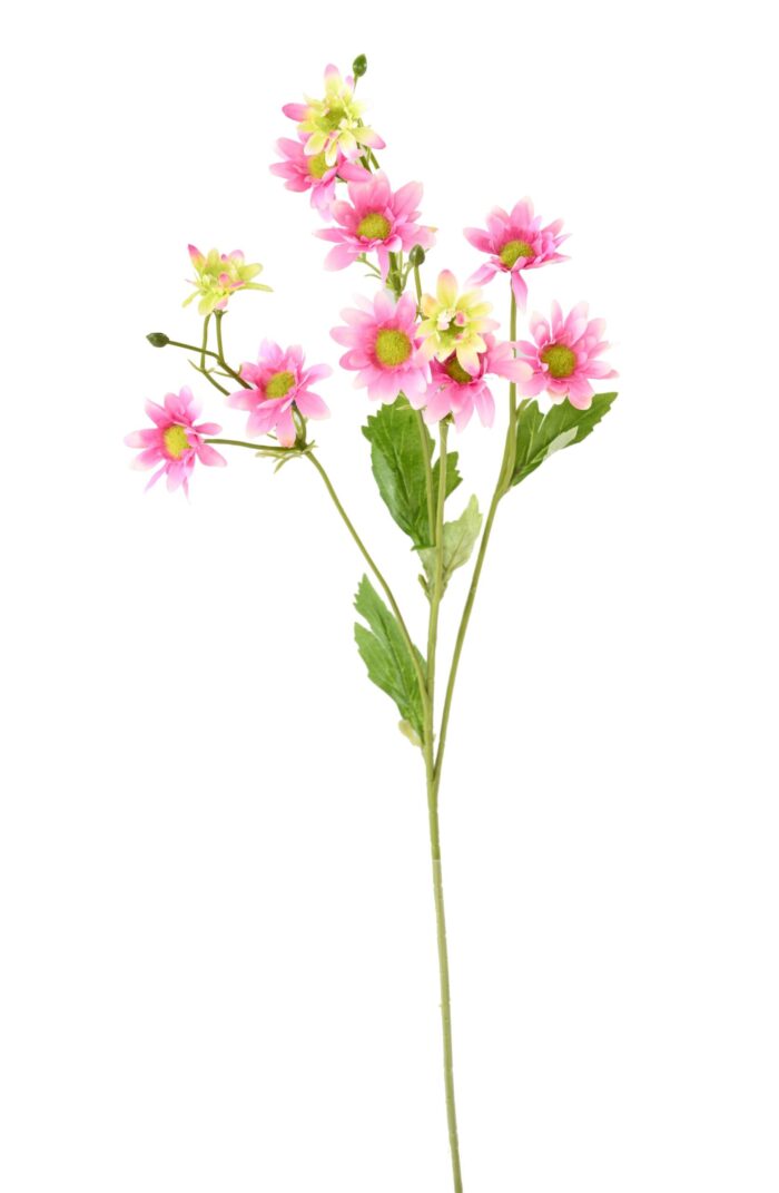 chrysanthemum scaled