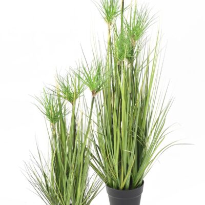 chrysopogon grass 90 cm scaled