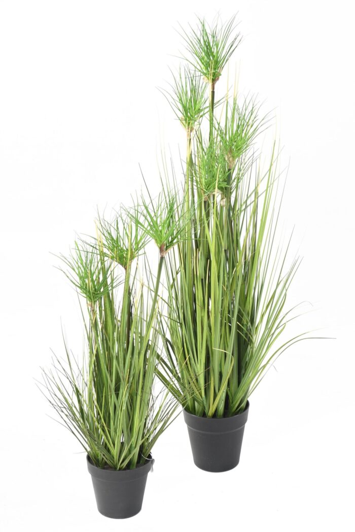 chrysopogon grass 90 cm scaled