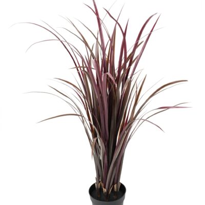 citronella cymbopognon citratus 1 scaled