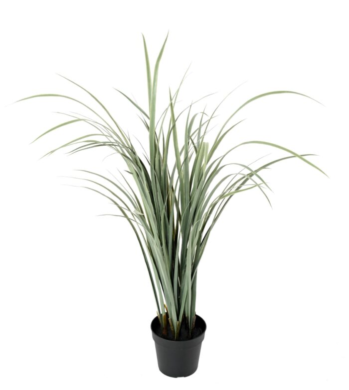 citronella cymbopognon citratus scaled