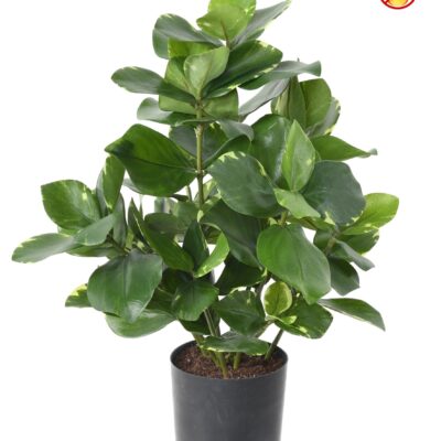 clusia 45 fr fire resistant