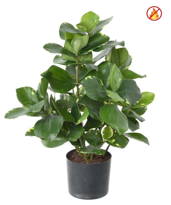 clusia 45 fr fire resistant