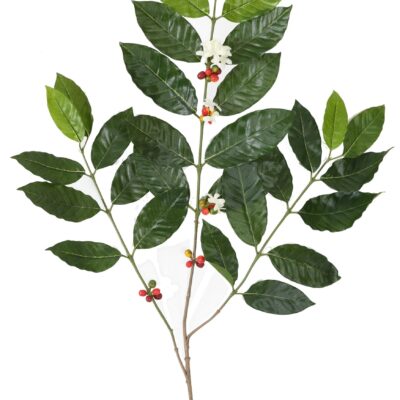 coffee tree spray new 2017 scaled