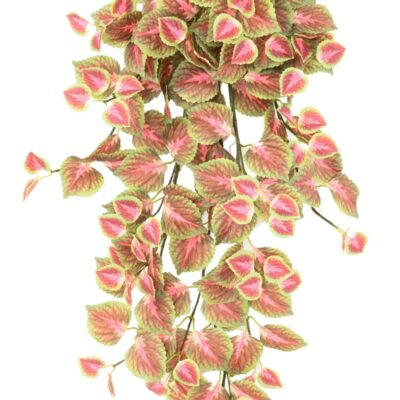 coleus chute 96 r scaled