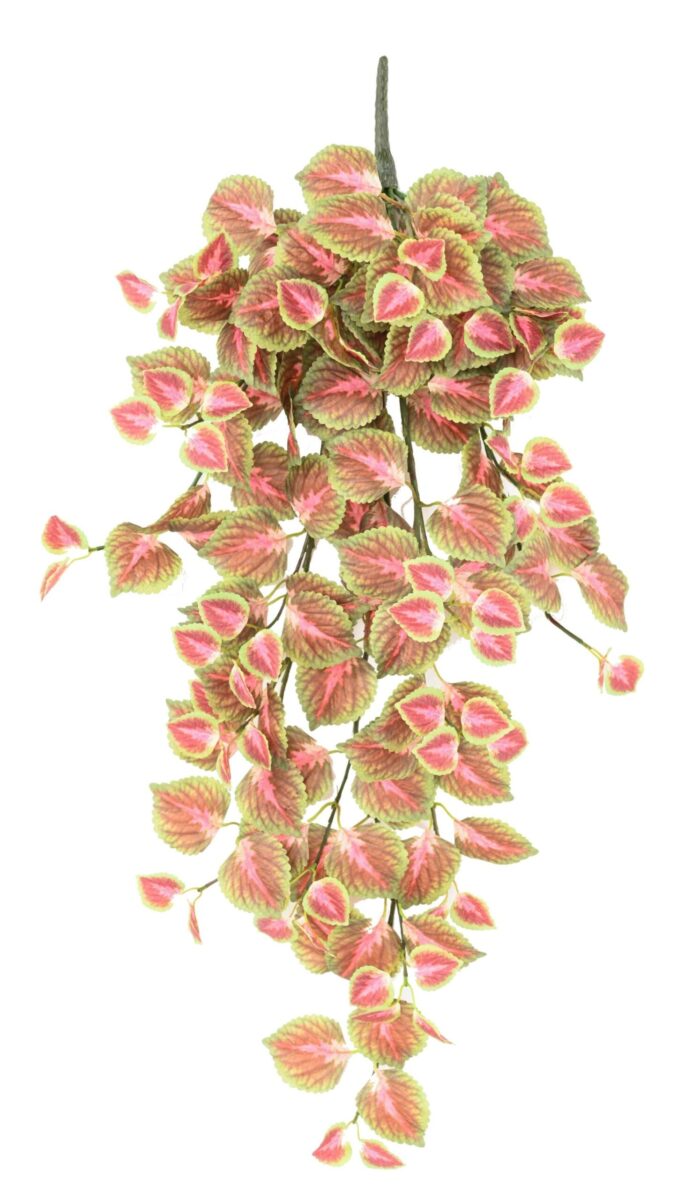coleus chute 96 r scaled