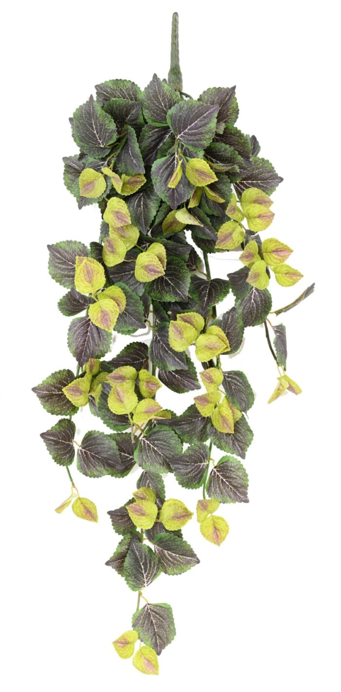 coleus chute 96 vf scaled