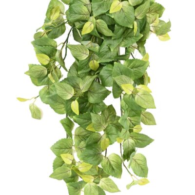 coleus chute 96v scaled