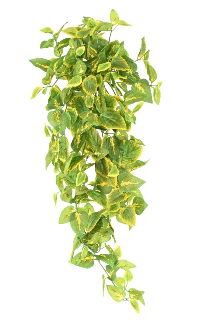 coleus fall 75 scaled
