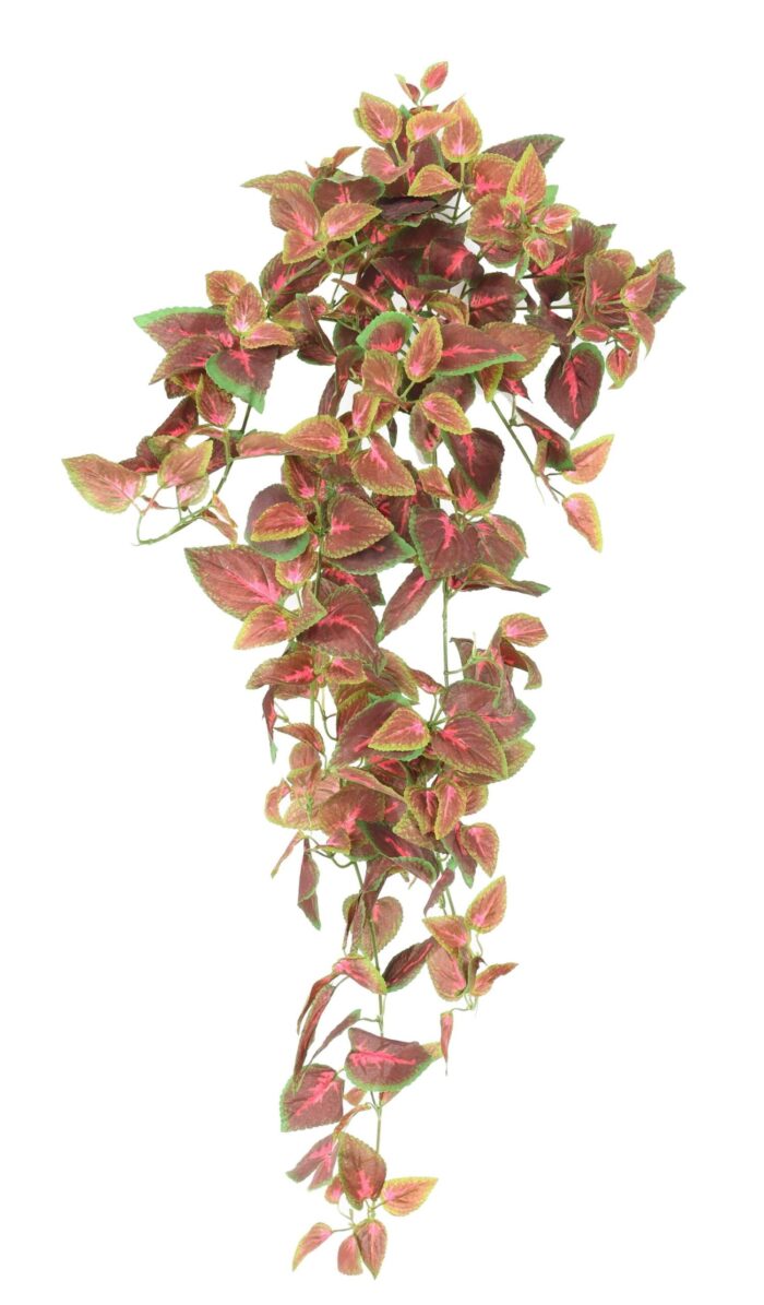 coleus fall 80 scaled