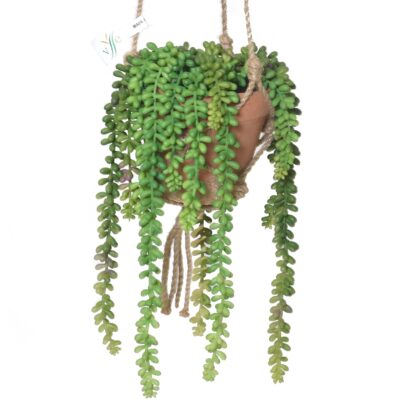 composition crassula macrame