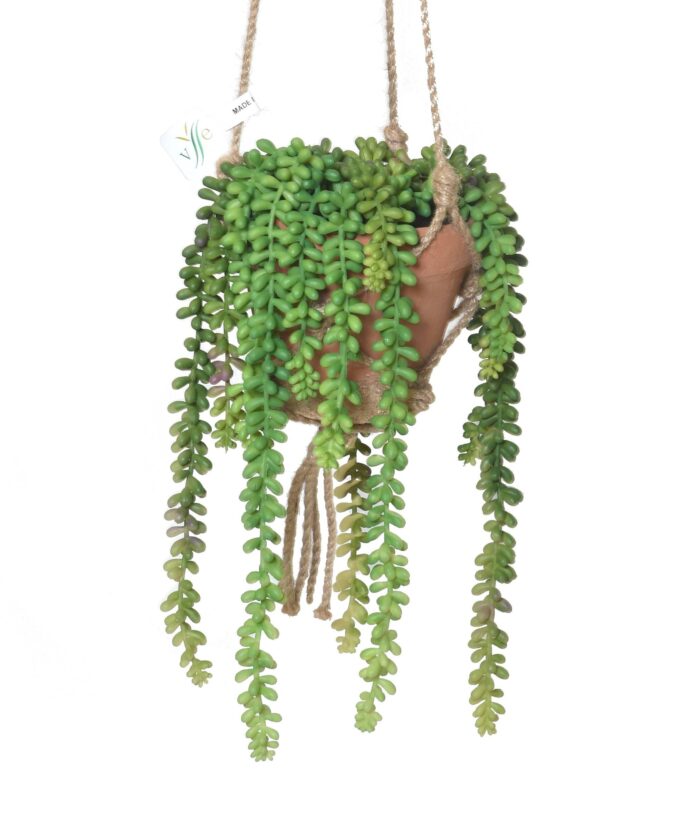 composition crassula macrame