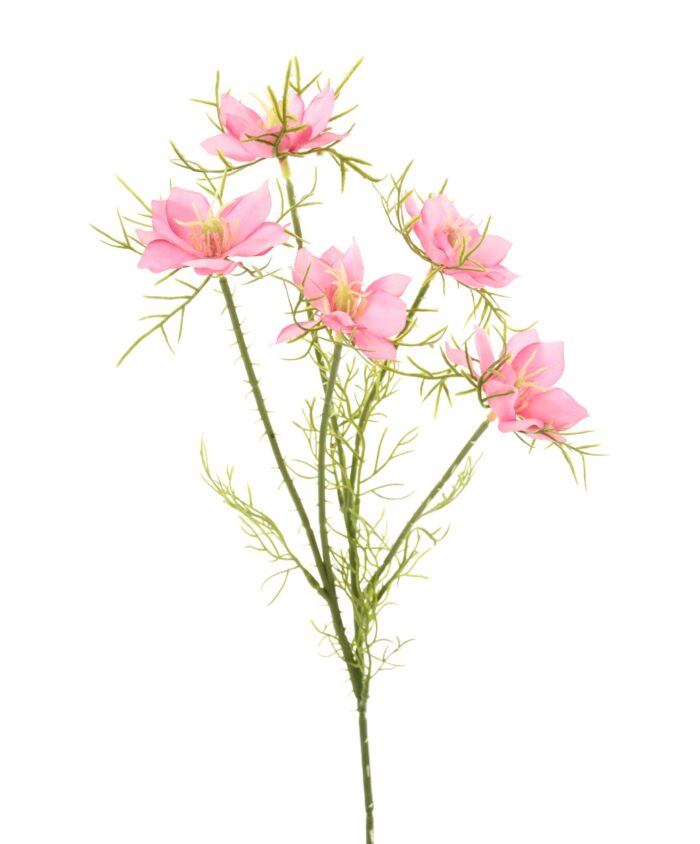 cosmos 1 scaled