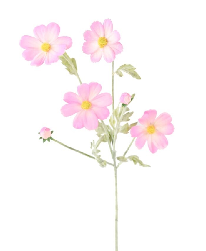 cosmos 62 1 scaled
