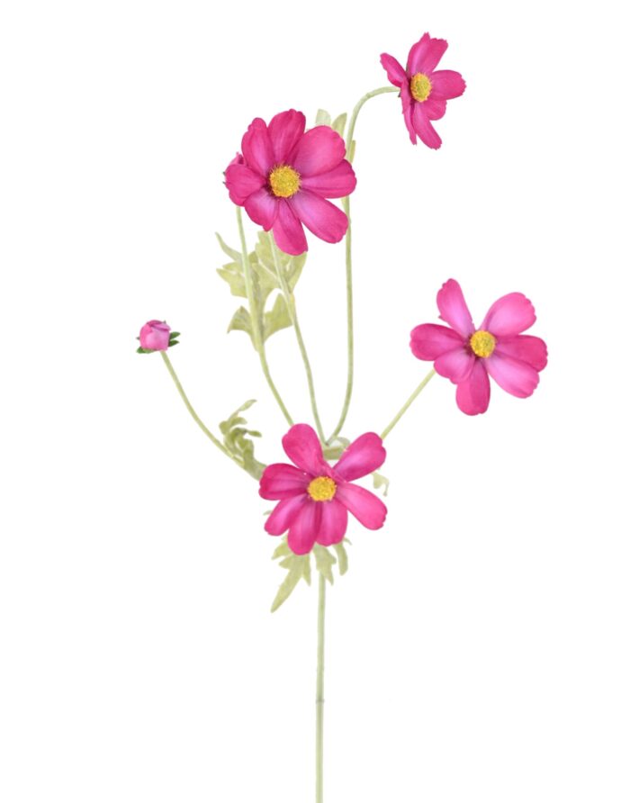 cosmos 62 2 scaled