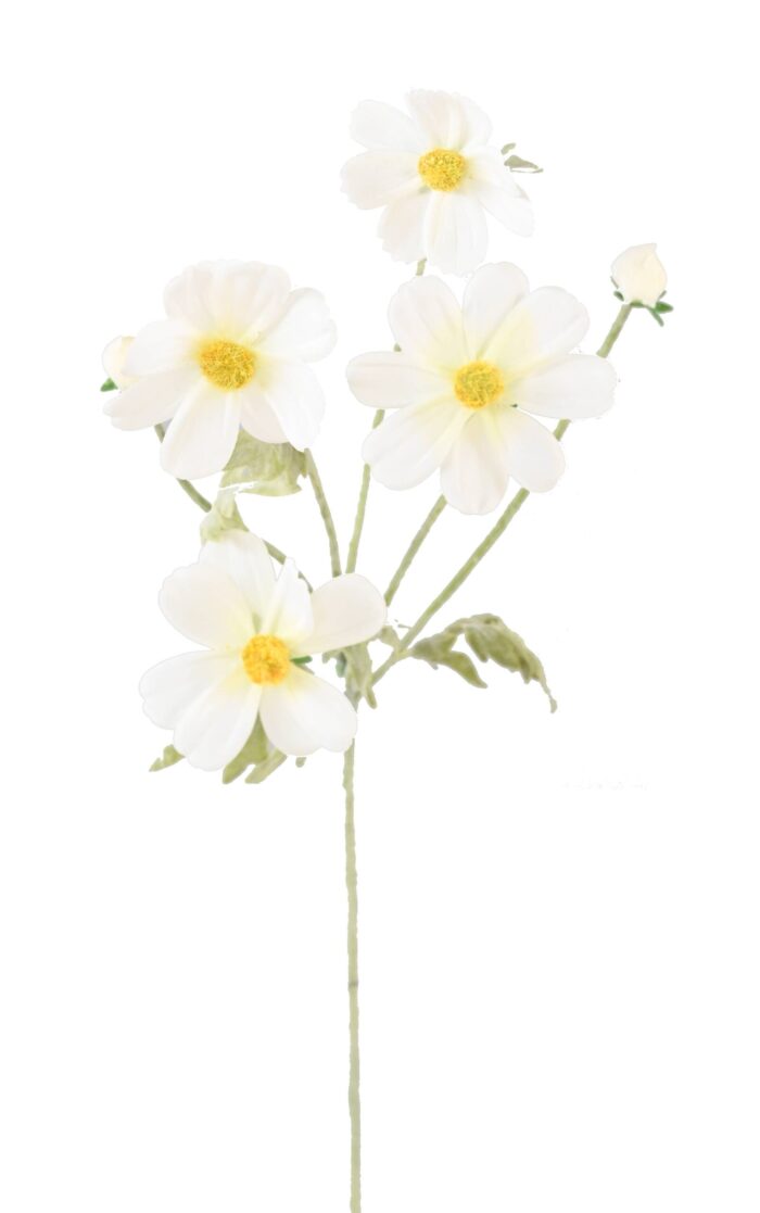 cosmos 62 scaled