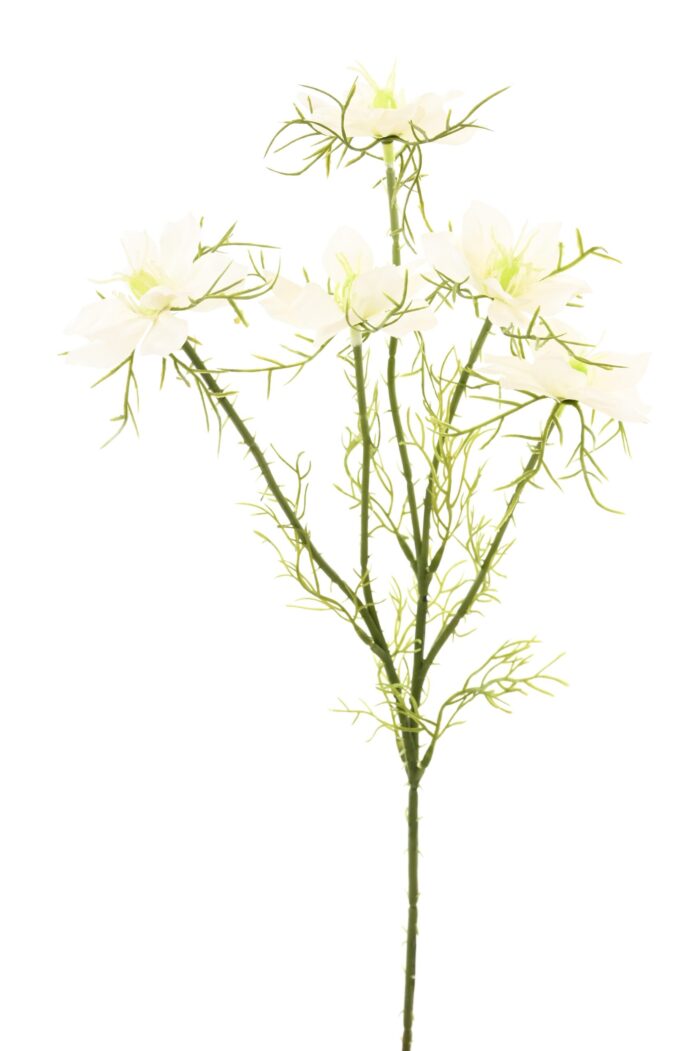 cosmos scaled