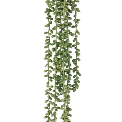 crassula kleinia pearl necklace 60 scaled