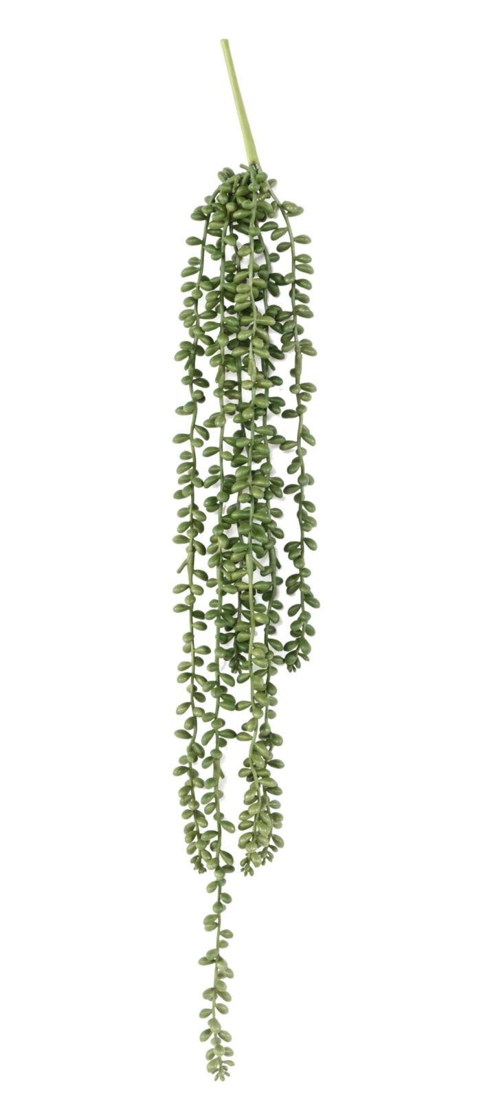 crassula kleinia pearl necklace 60 scaled