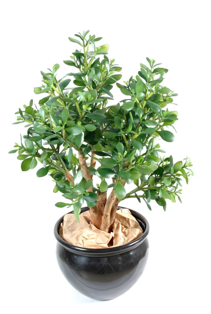 crassula wide scaled