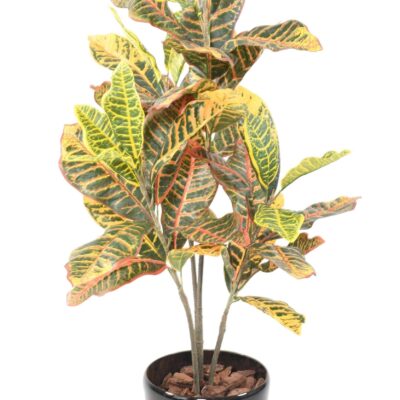 croton 90 scaled