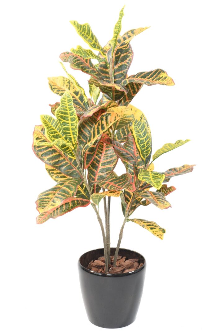 croton 90 scaled