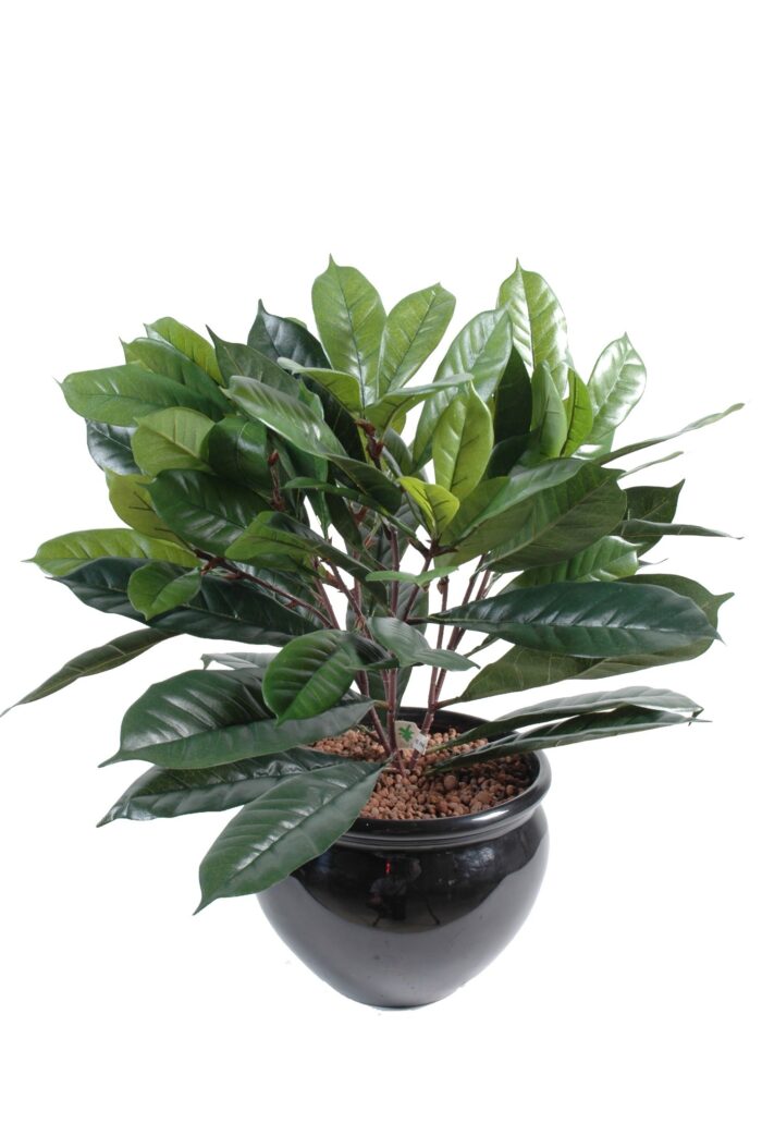 cyathistipula pot