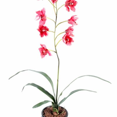 cymbidium 1 scaled
