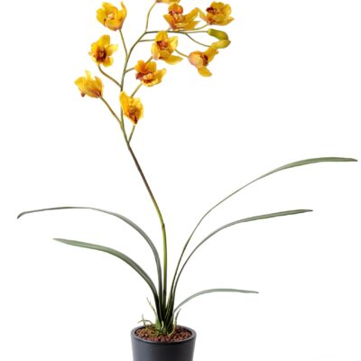 cymbidium