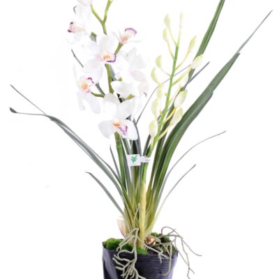 cymbidium plant 80 cm