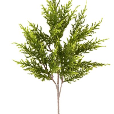 cypres juniperus spray scaled