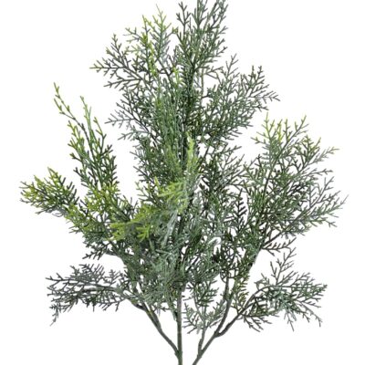 cypress lawson spray