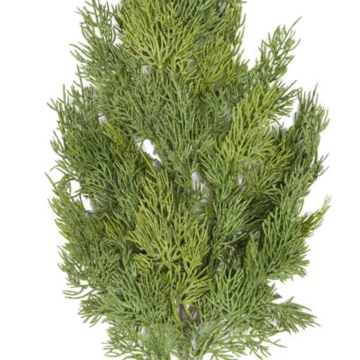 cypress spray scaled