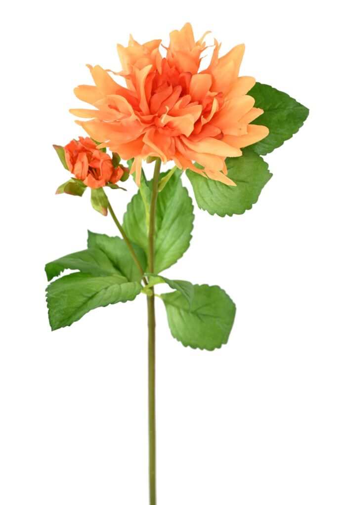 dahlia 75 1 scaled