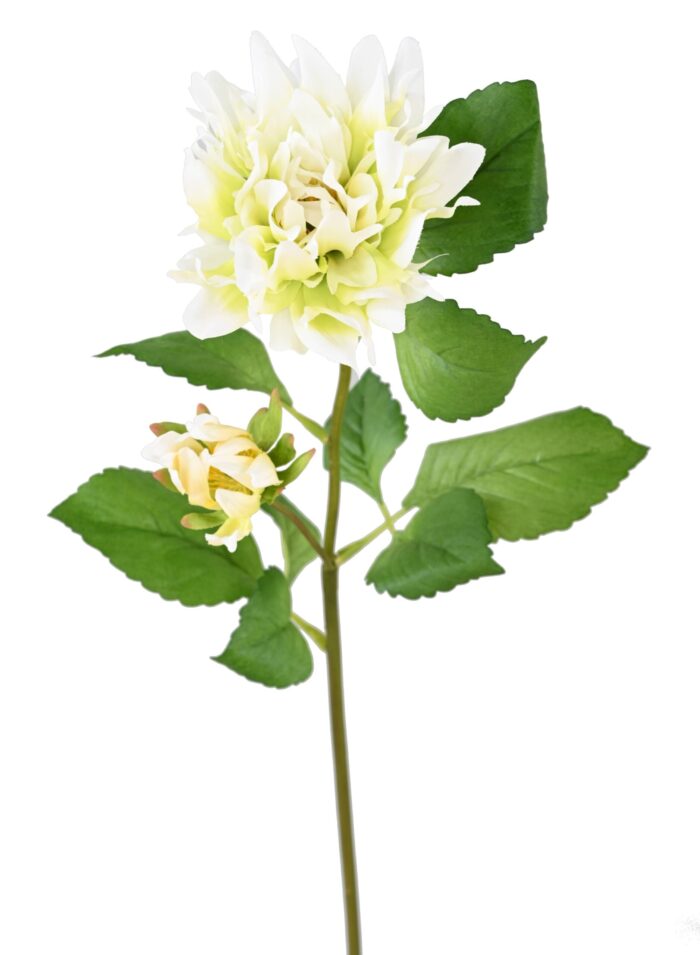dahlia 75 2 scaled