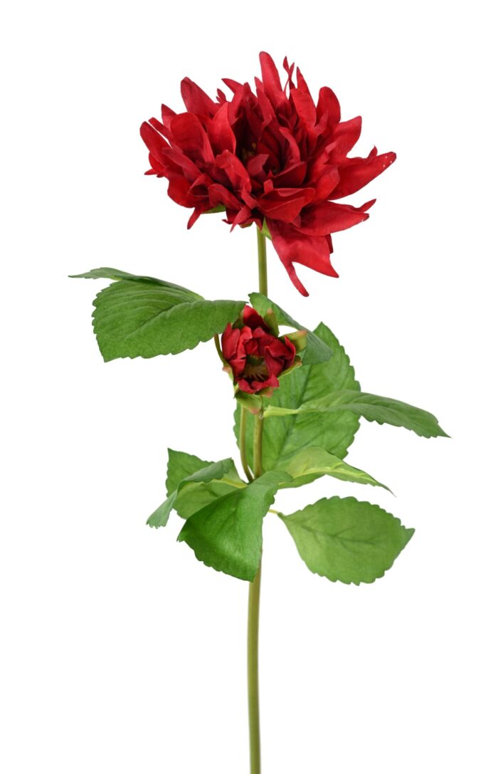 dahlia 75 3 scaled